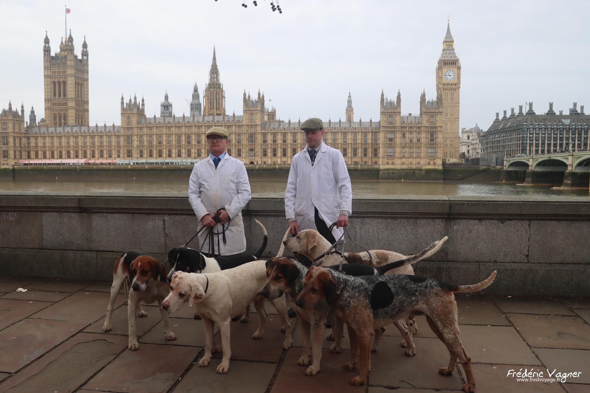 Westminster and the dogs